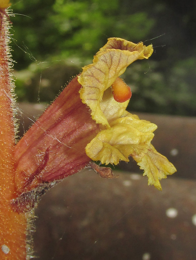 Image of Orobanche laxissima specimen.