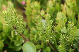 Salix silesiaca. Верхушки побегов с незрелыми соплодиями. Чехия, Оломоуцкий край, природный заповедник Jeseníky, субальпийский луг. 15.06.2017.