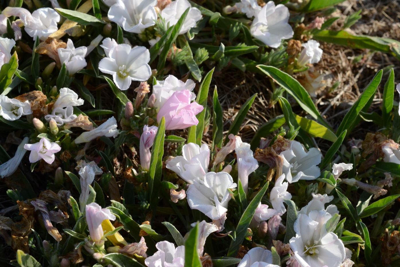 Изображение особи Convolvulus lineatus.