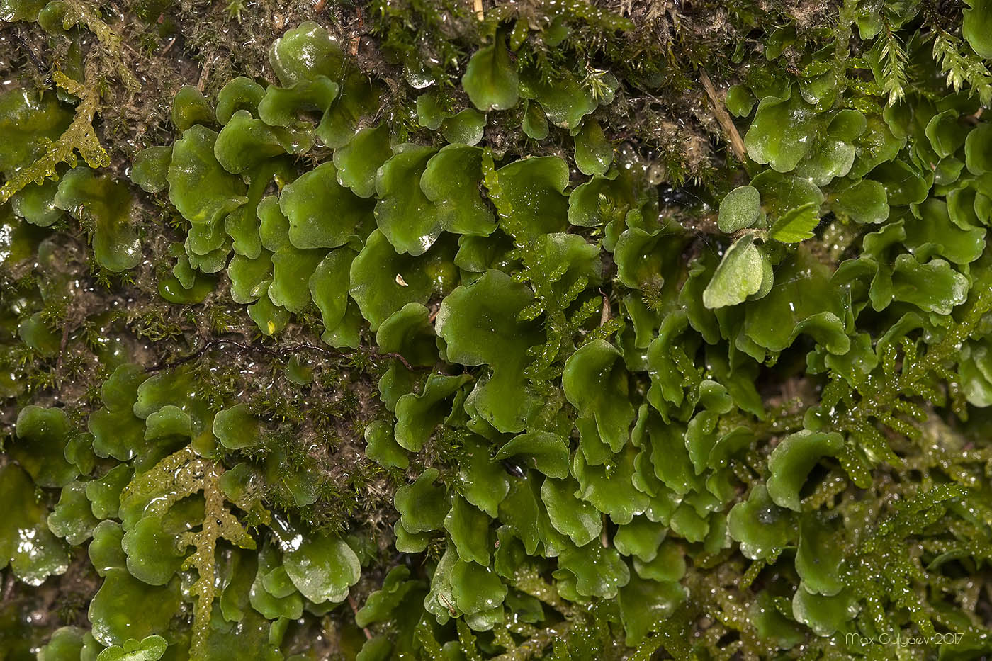 Image of genus Pellia specimen.