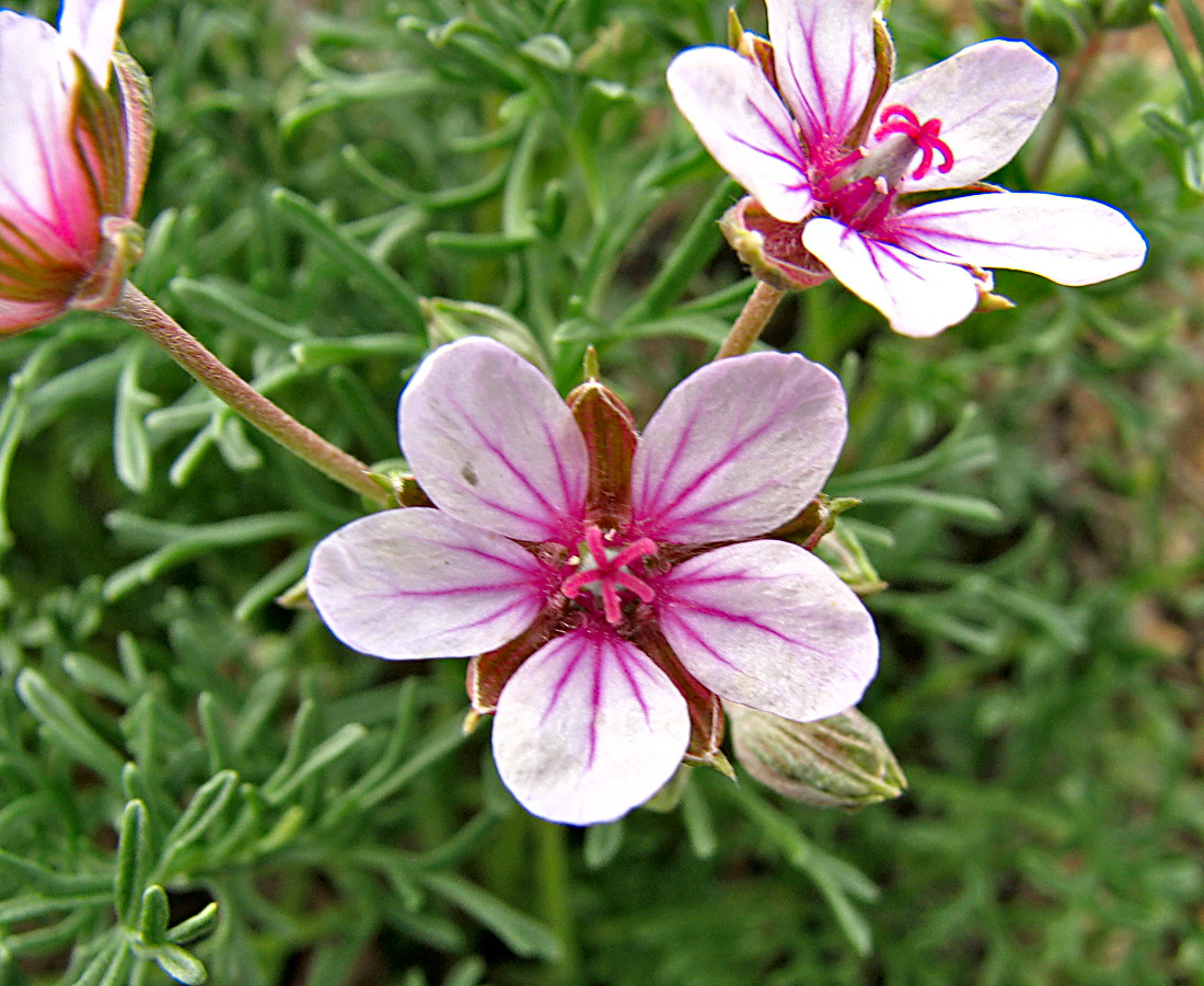 Image of Erodium beketowii specimen.