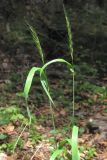 Elymus caninus