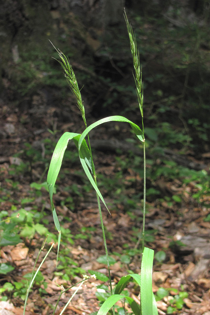 Изображение особи Elymus caninus.