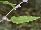 genus Campanula