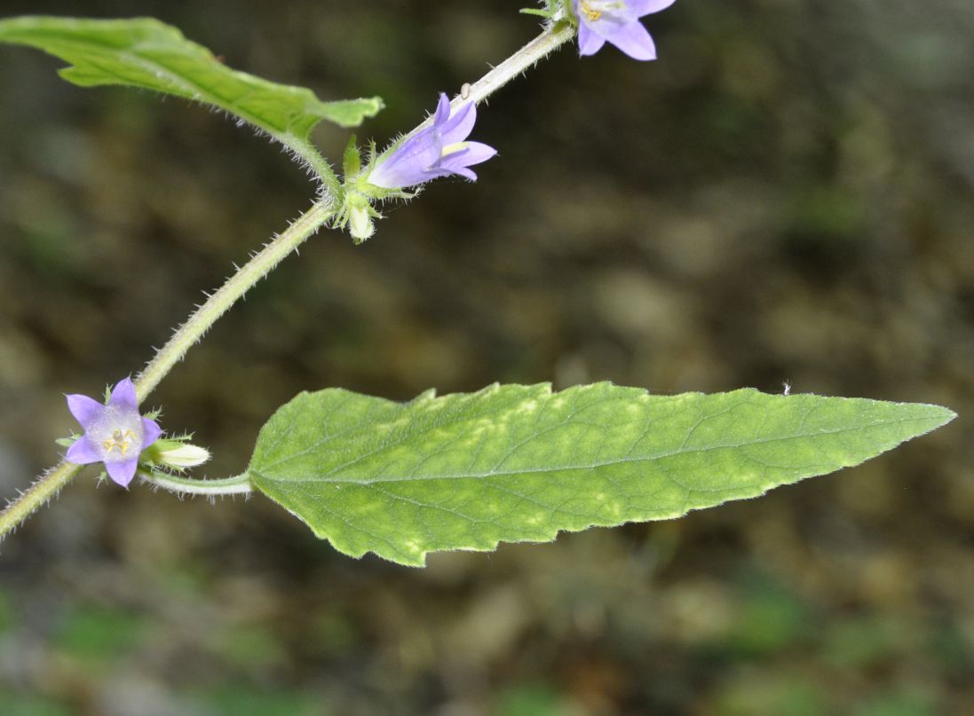 Изображение особи род Campanula.