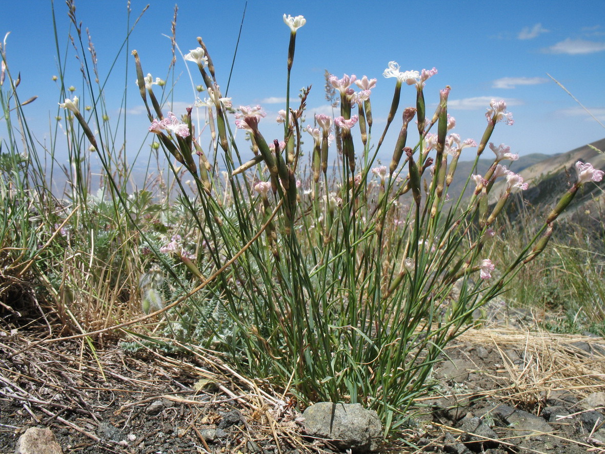 Изображение особи Dianthus angrenicus.