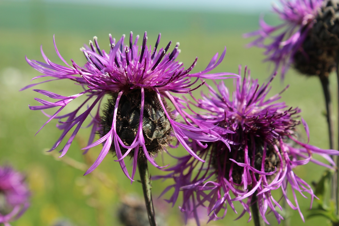 Image of Centaurea scabiosa specimen.