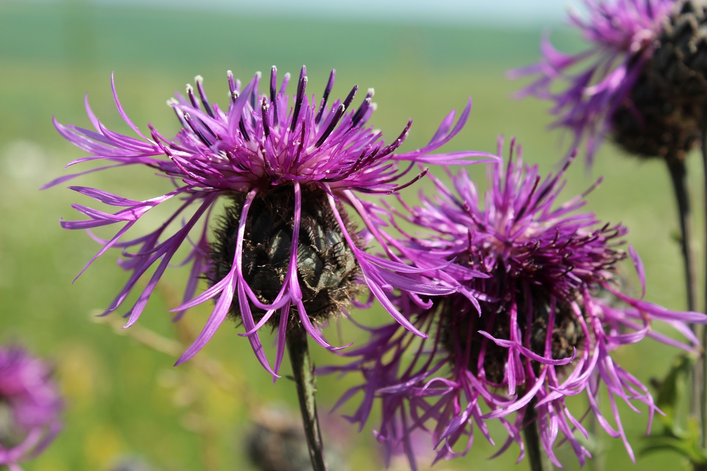 Изображение особи Centaurea scabiosa.