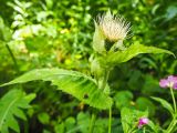 Cirsium oleraceum