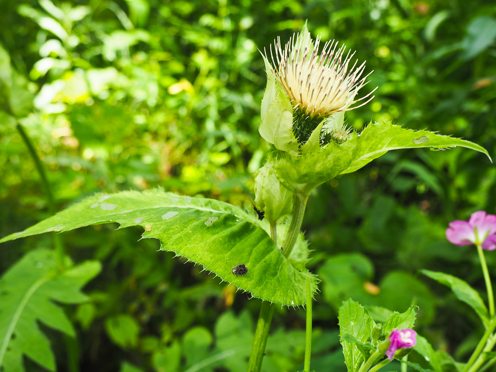 Изображение особи Cirsium oleraceum.