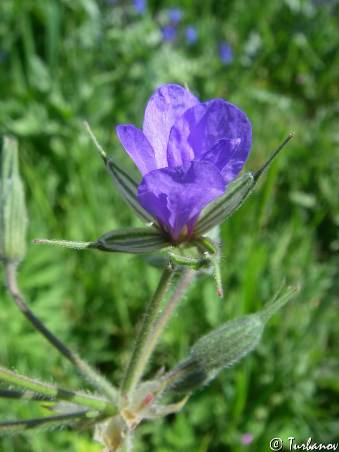 Изображение особи Erodium ciconium.