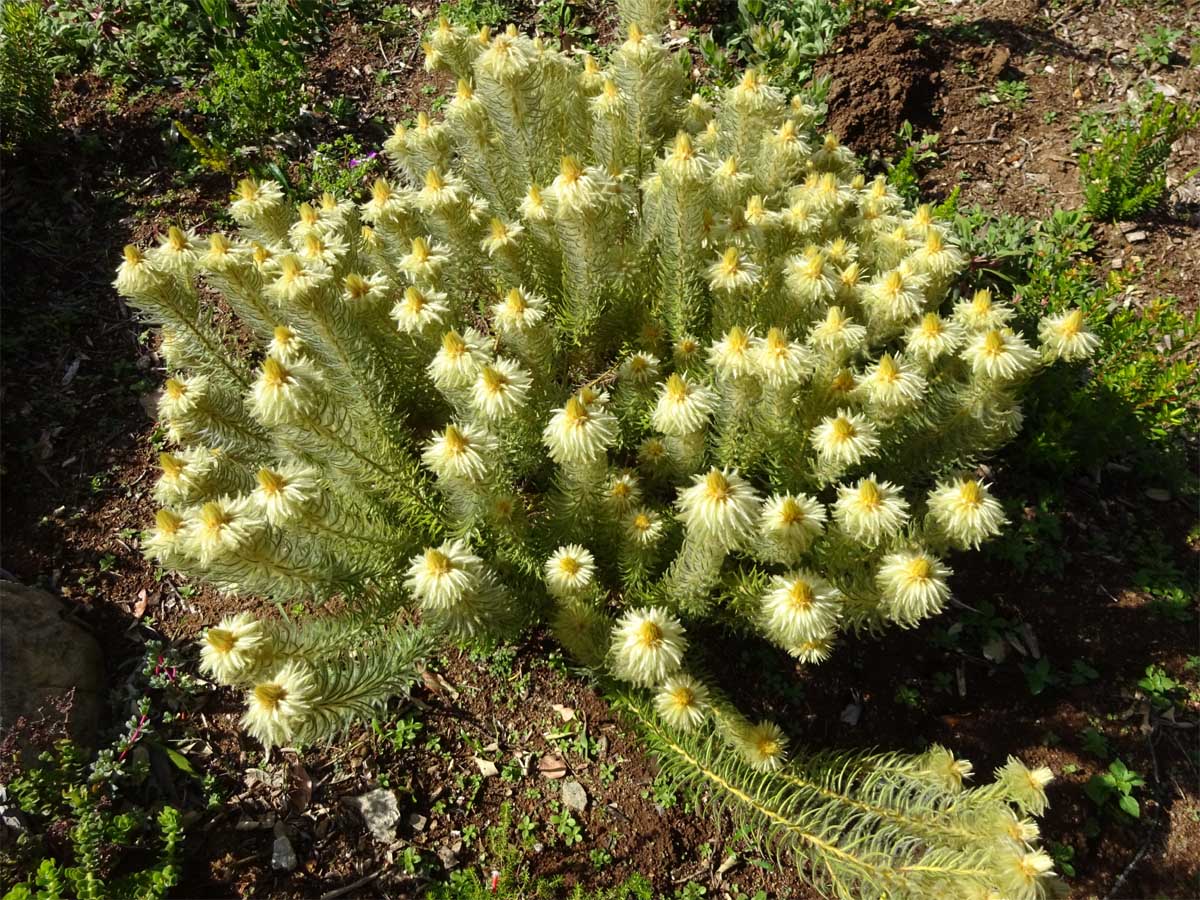 Image of Phylica pubescens specimen.