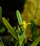 Cneorum tricoccon