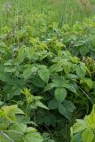 Rubus nessensis. Цветущее растение с молодыми и сухими прошлогодними побегами. Псковская обл., Опочецкий р-н, 393 км шоссе М20, суходольный луг на старой залежи. 09.07.2017.