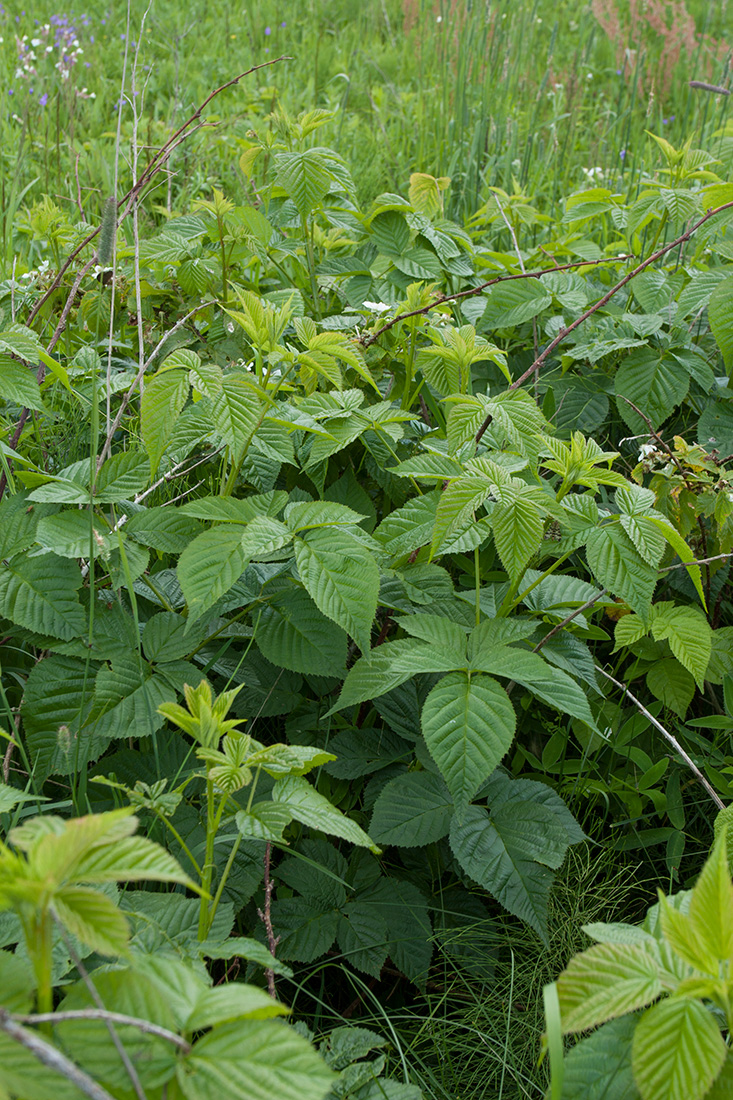 Изображение особи Rubus nessensis.