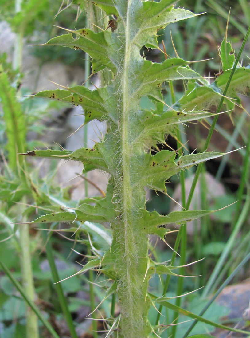Изображение особи Cirsium echinus.