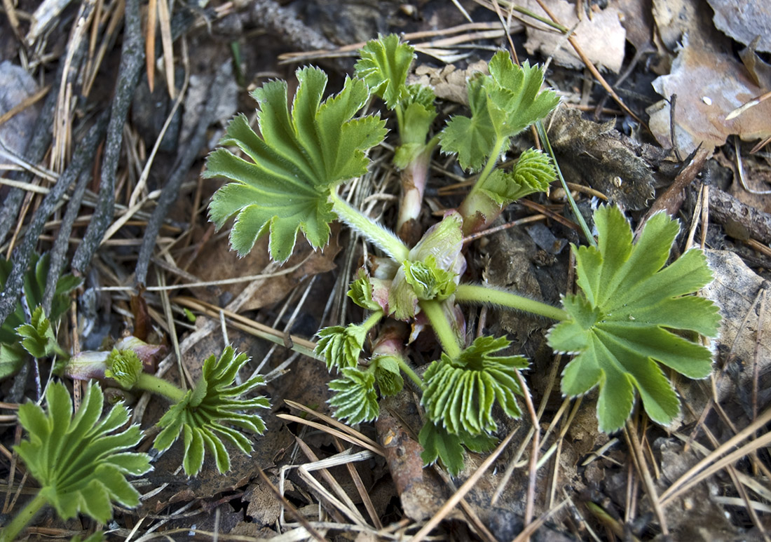Image of genus Alchemilla specimen.