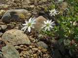 Stellaria ruscifolia. Верхушка цветущего побега. Магаданская обл., Ольский р-н, Ольское шоссе, щебнистый склон близ дороги. 07.07.2015.