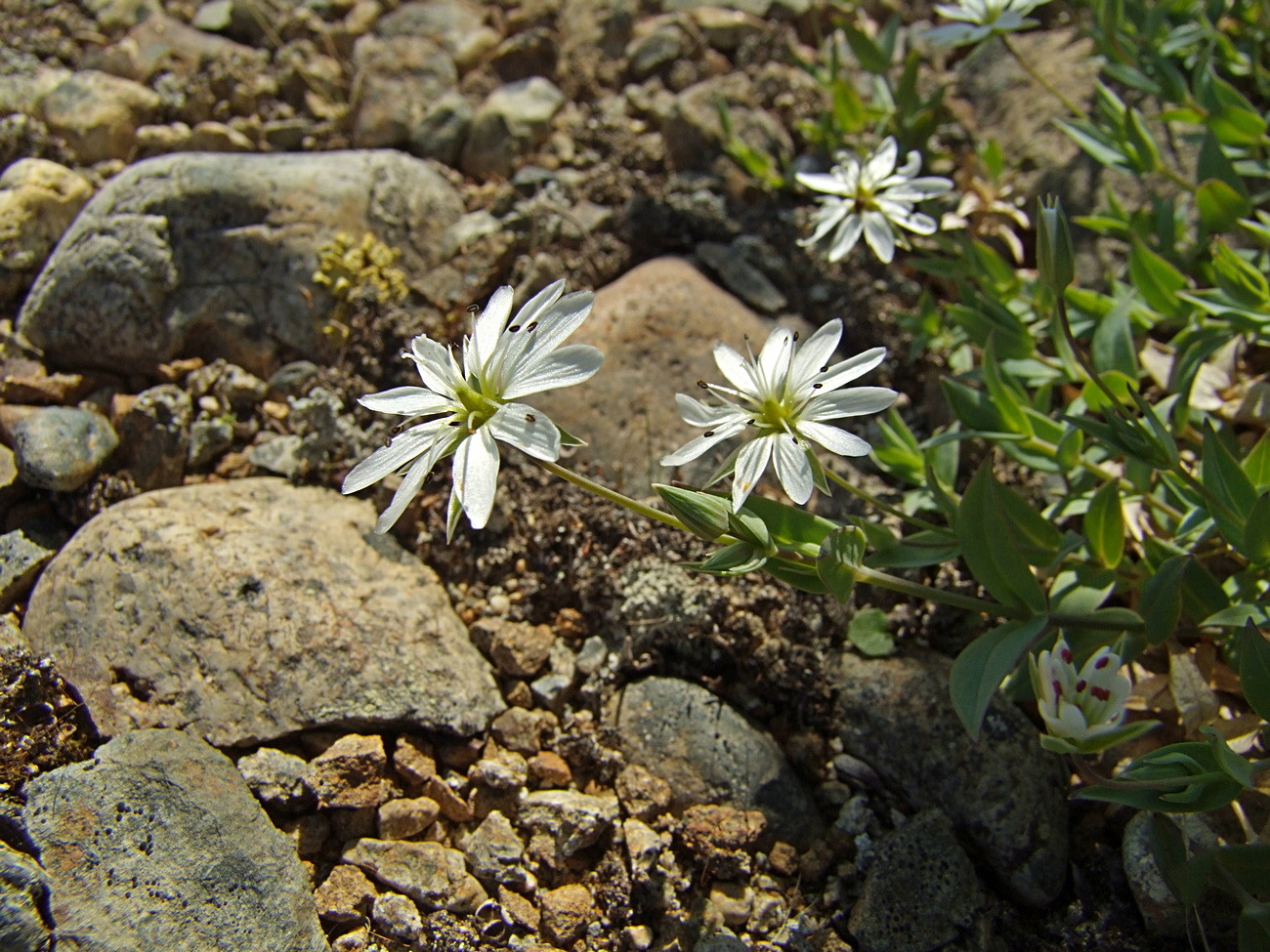 Image of Stellaria ruscifolia specimen.