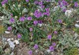 Allium carolinianum