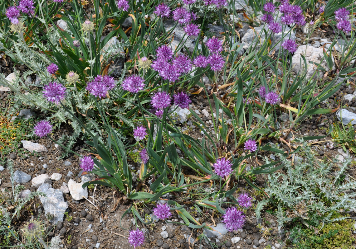 Image of Allium carolinianum specimen.