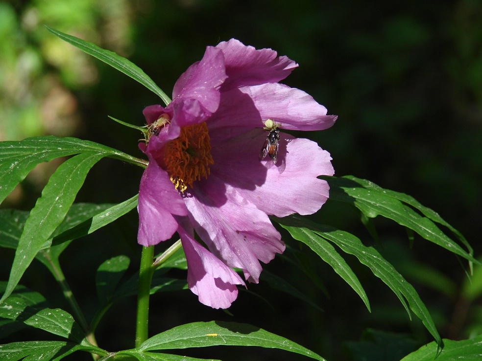 Изображение особи Paeonia anomala.