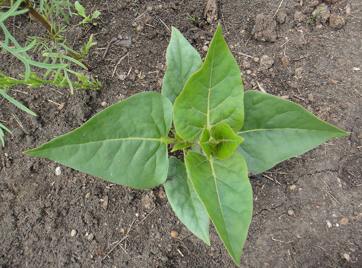 Изображение особи Mirabilis jalapa.