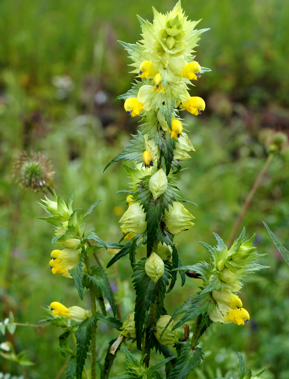 Image of genus Rhinanthus specimen.