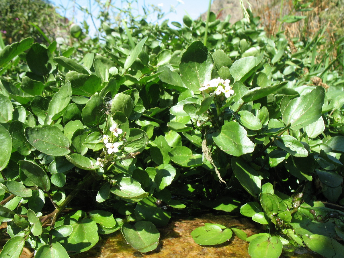 Изображение особи Nasturtium officinale.