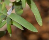 Delosperma luteum