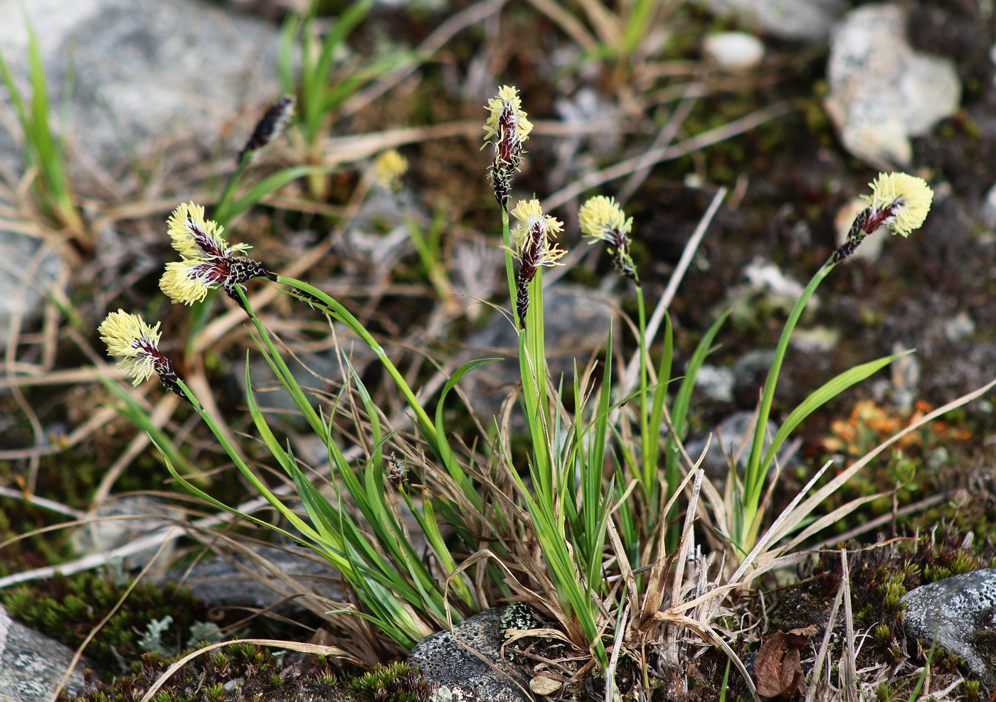 Изображение особи Carex bigelowii.