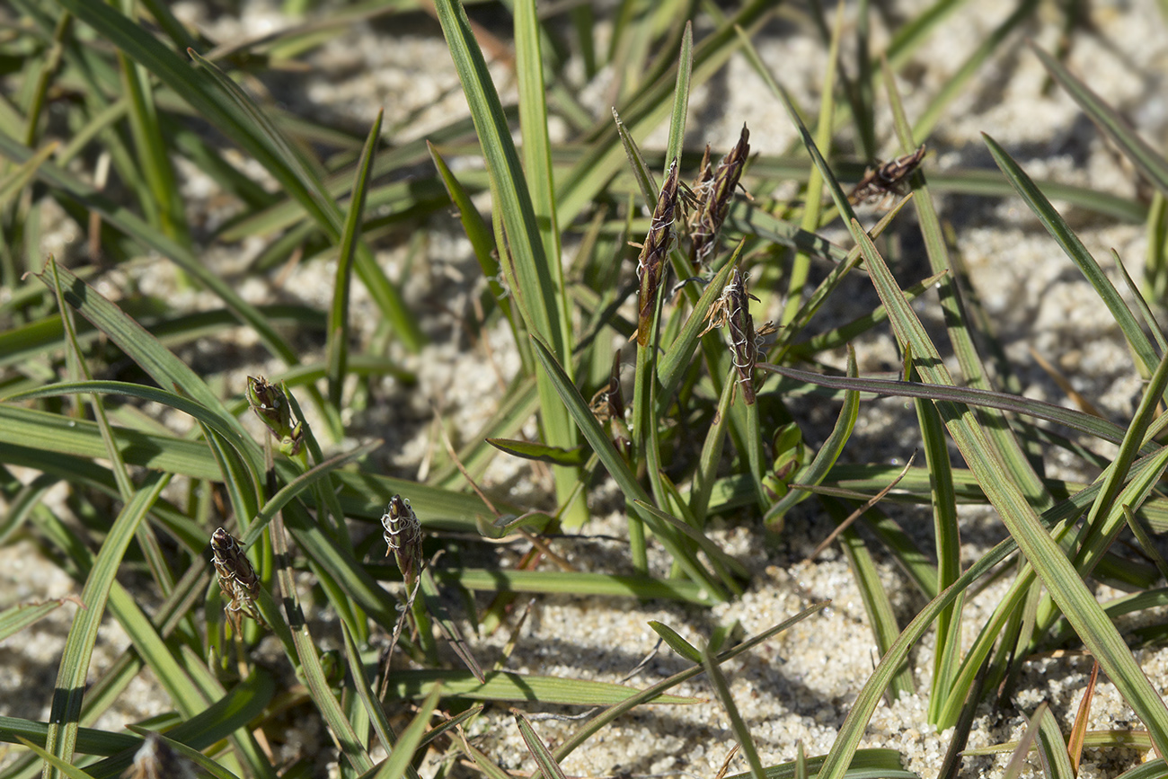 Изображение особи Carex subspathacea.