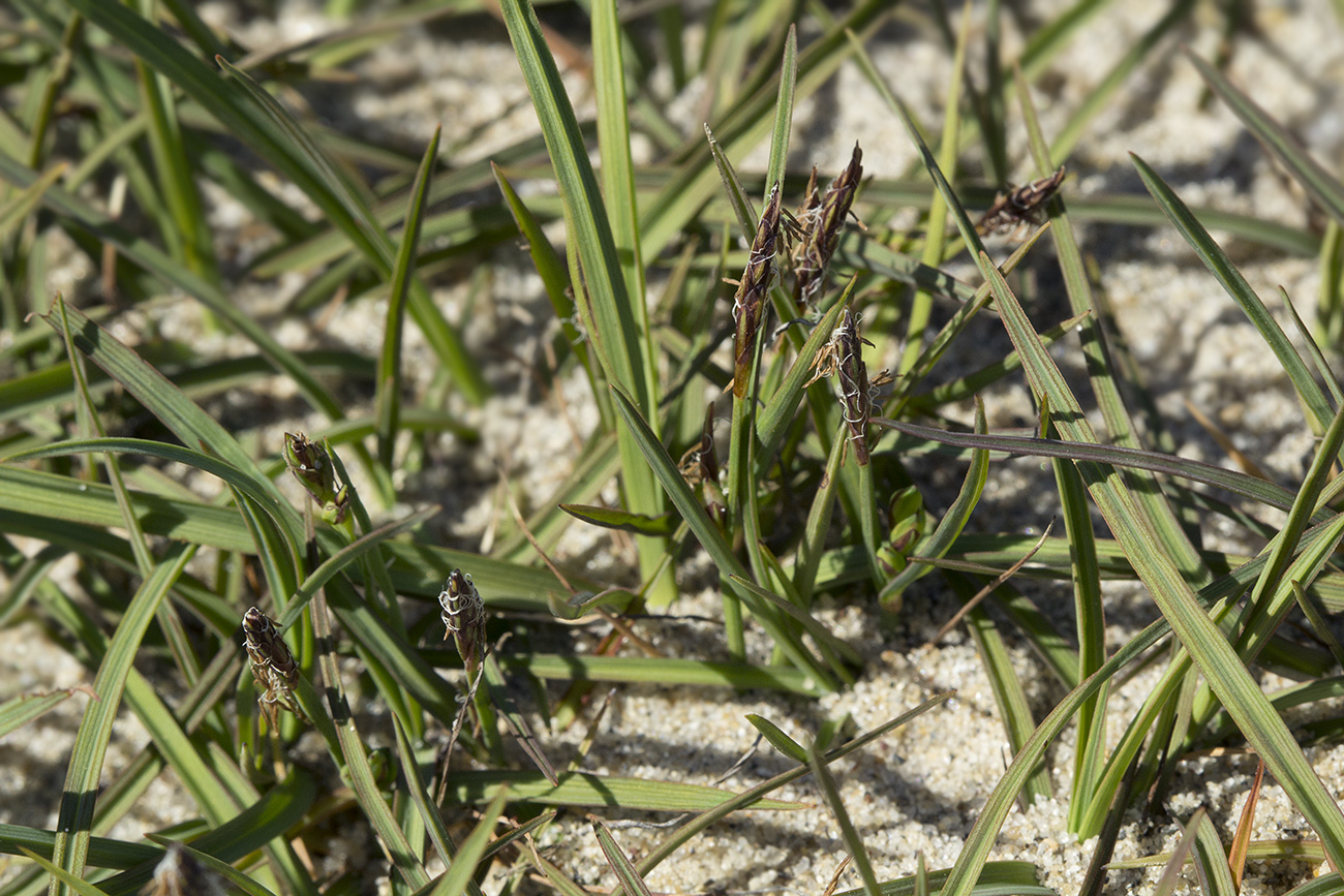 Image of Carex subspathacea specimen.