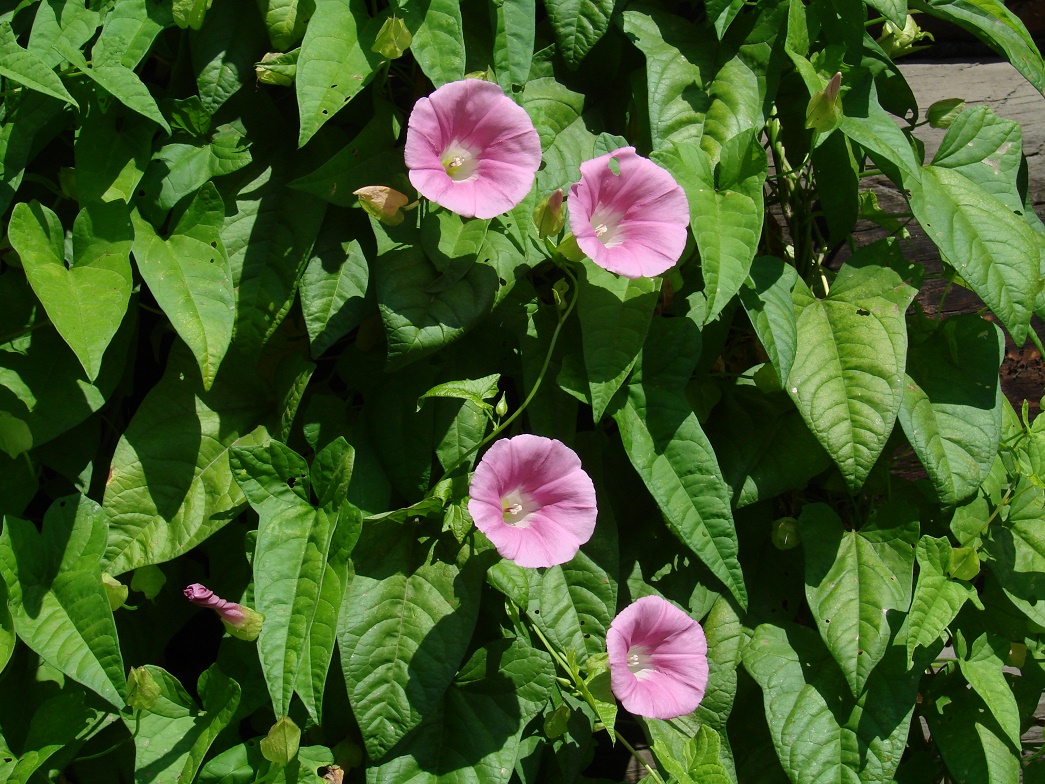 Изображение особи род Calystegia.