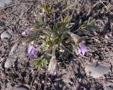 Pulsatilla dahurica. Зацветающее растение. Якутия, пойма р. Улахан-Саккырыр, ~ в 5км от пос. Батагай-Алыта (Саккырыр). 09.06.2005.