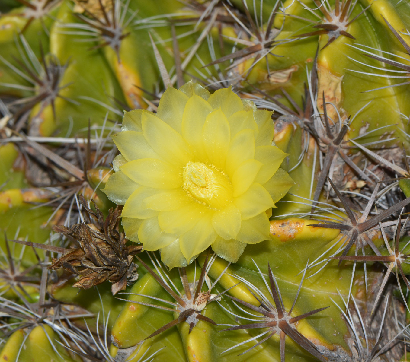 Image of Ferocactus robustus specimen.