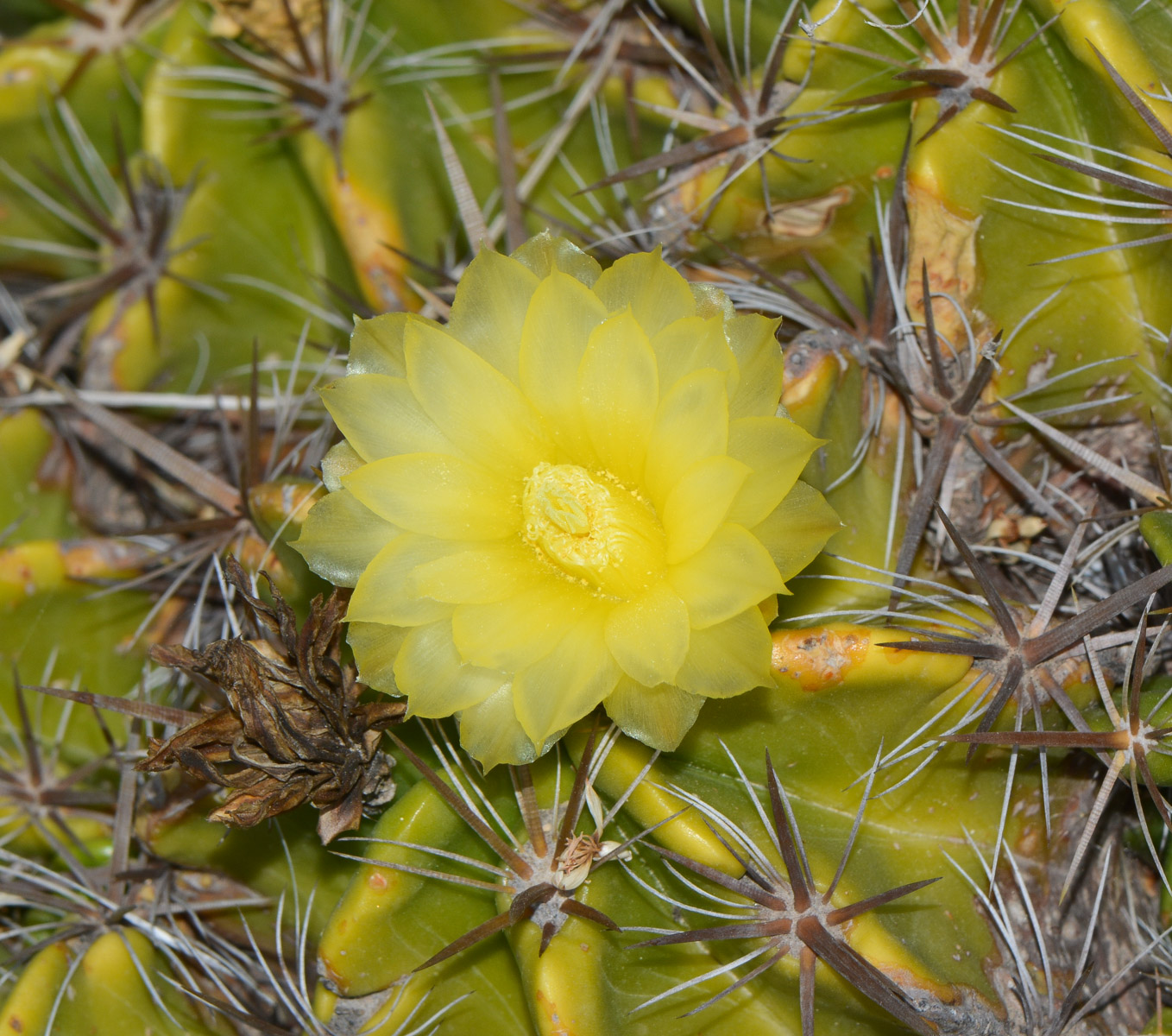 Изображение особи Ferocactus robustus.