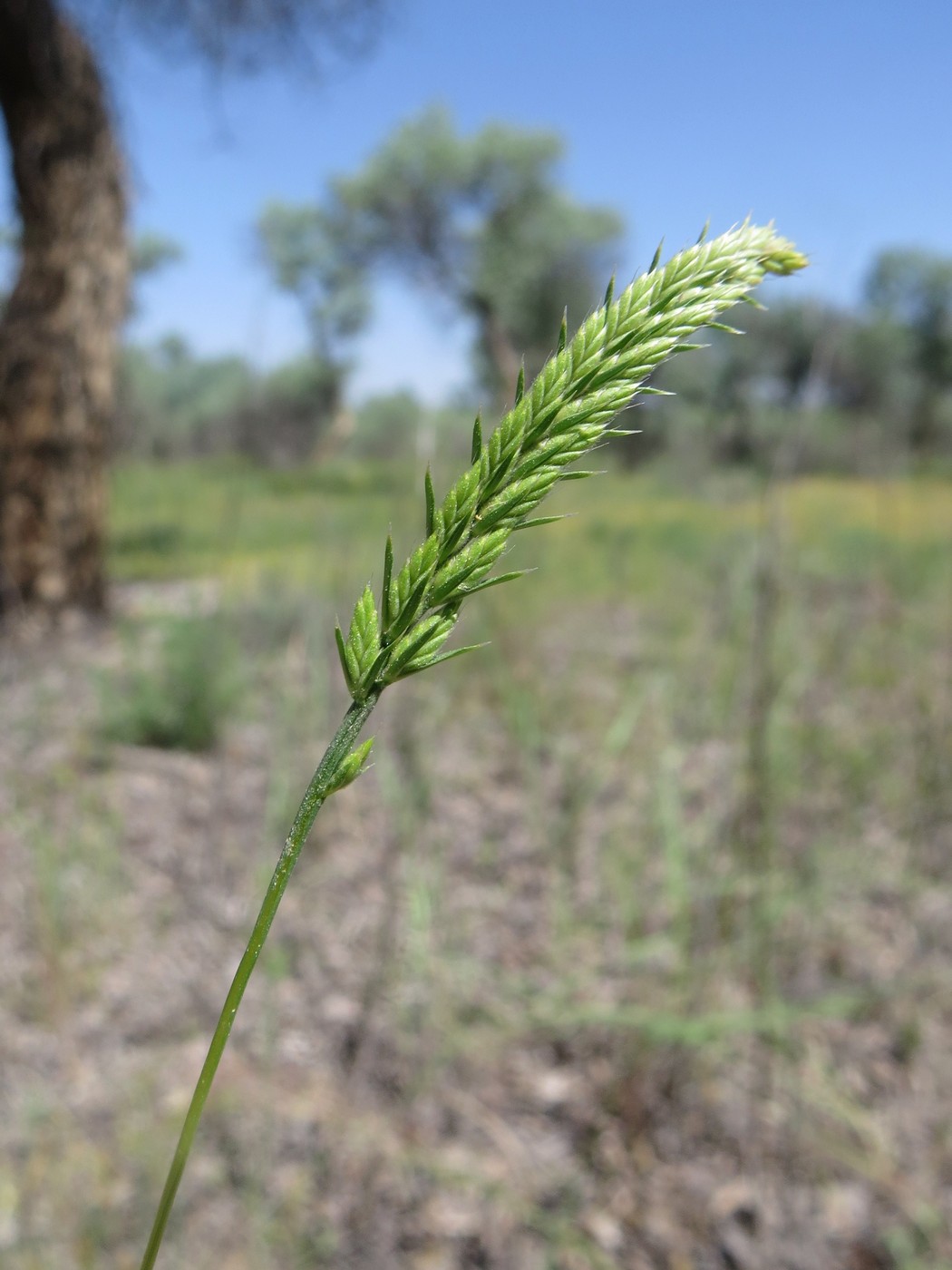 Image of Loliolum subulatum specimen.