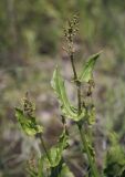 Rumex acetosa. Верхушка зацветающего растения. Пермский край, г. Пермь, Кировский р-н, дер. Оборино, кооператив \"Якорь\", травянистая полка вдоль песчаного берега р. Кама. 18.06.2017.