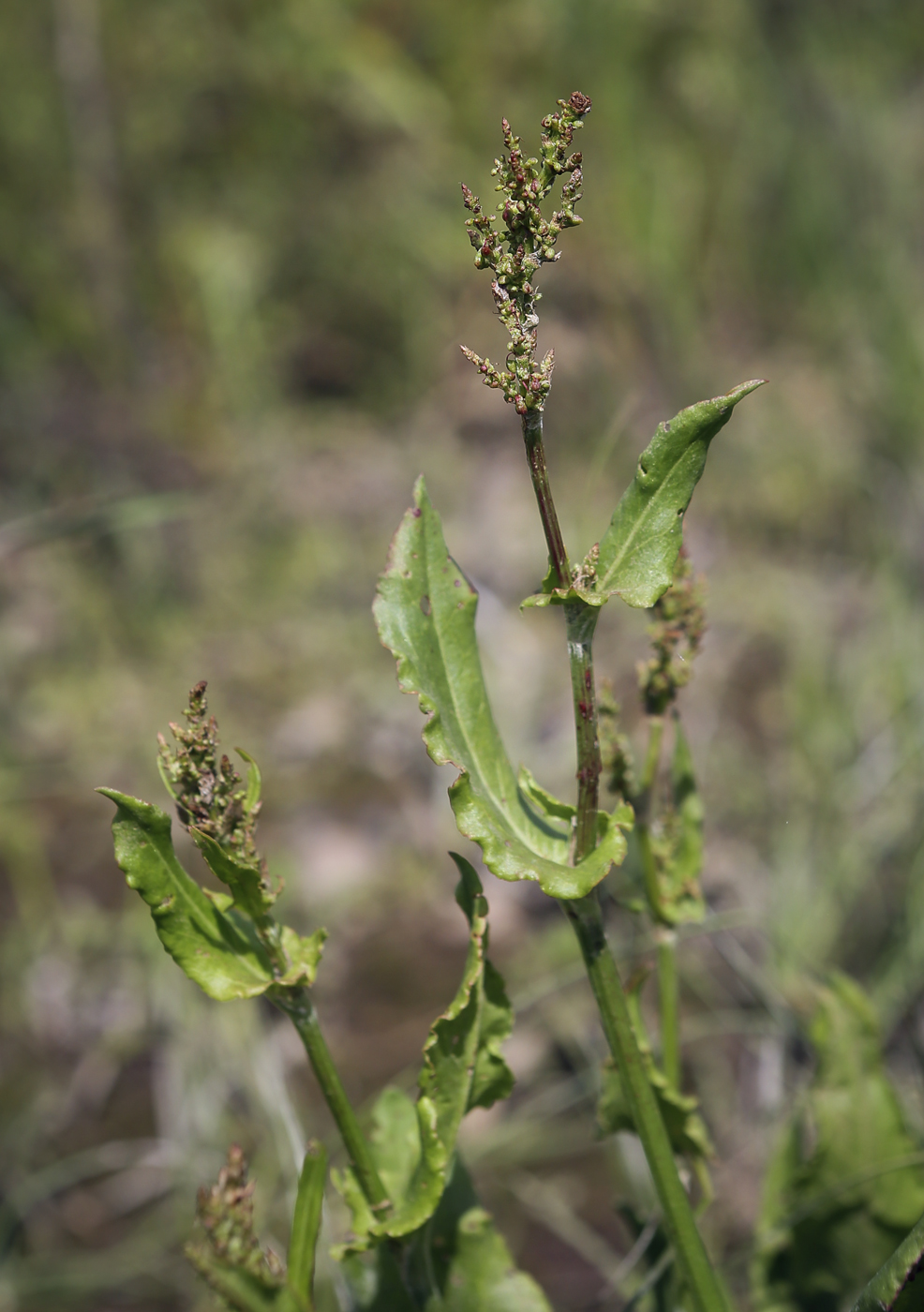 Image of Rumex acetosa specimen.