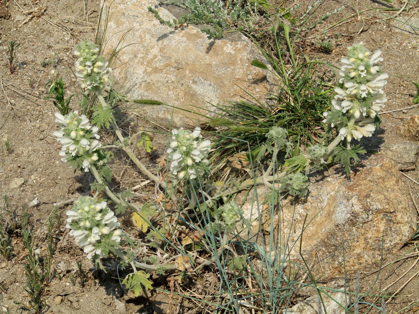 Image of Panzerina lanata specimen.