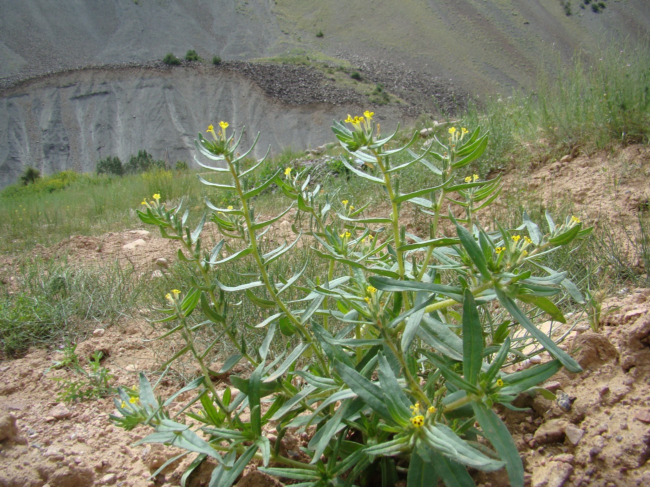 Image of Arnebia decumbens specimen.