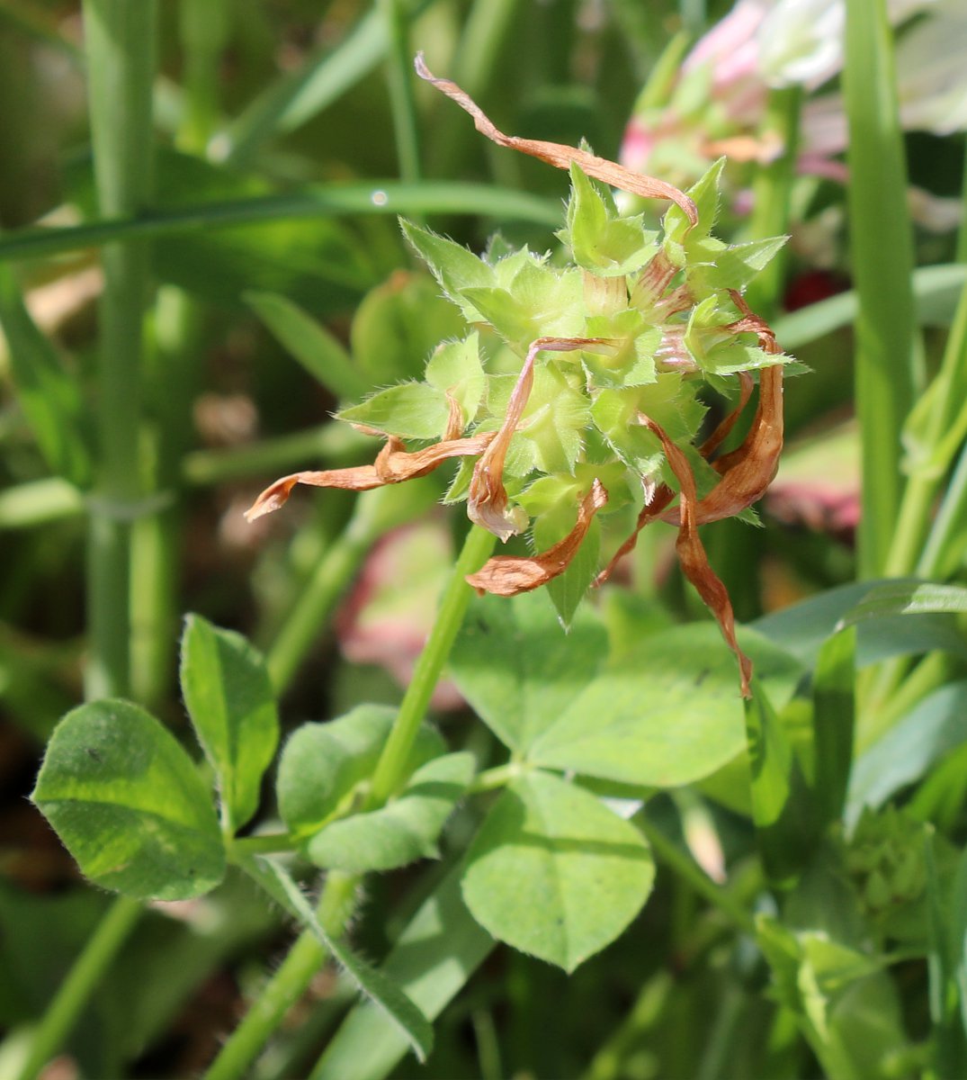 Image of Trifolium clypeatum specimen.