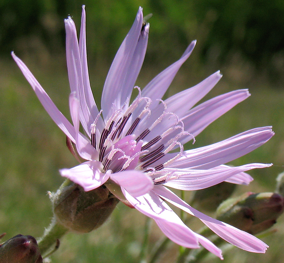 Изображение особи Scorzonera purpurea.