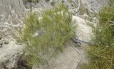 genus Ephedra. Взрослое растение. Боливия, Ла-Пас, Лунная долина. 15 марта 2014 г.