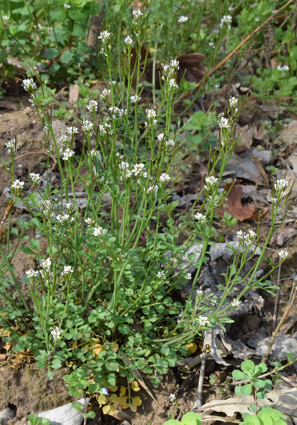 Image of Cardamine hirsuta specimen.