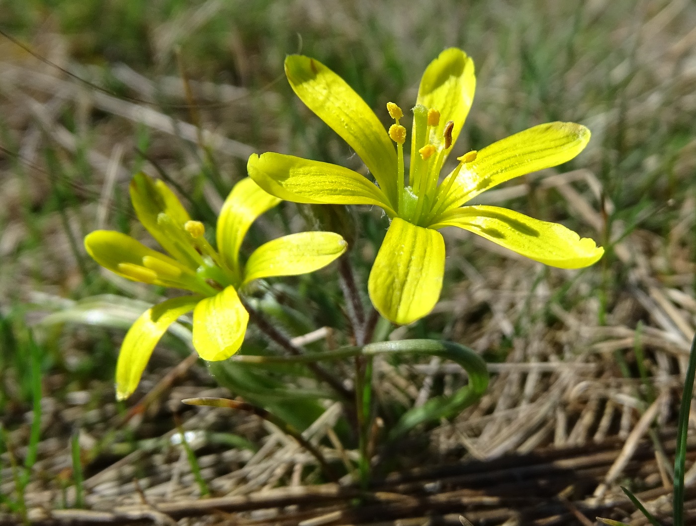 Image of genus Gagea specimen.