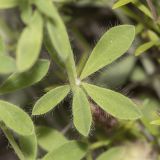 Dorycnium herbaceum