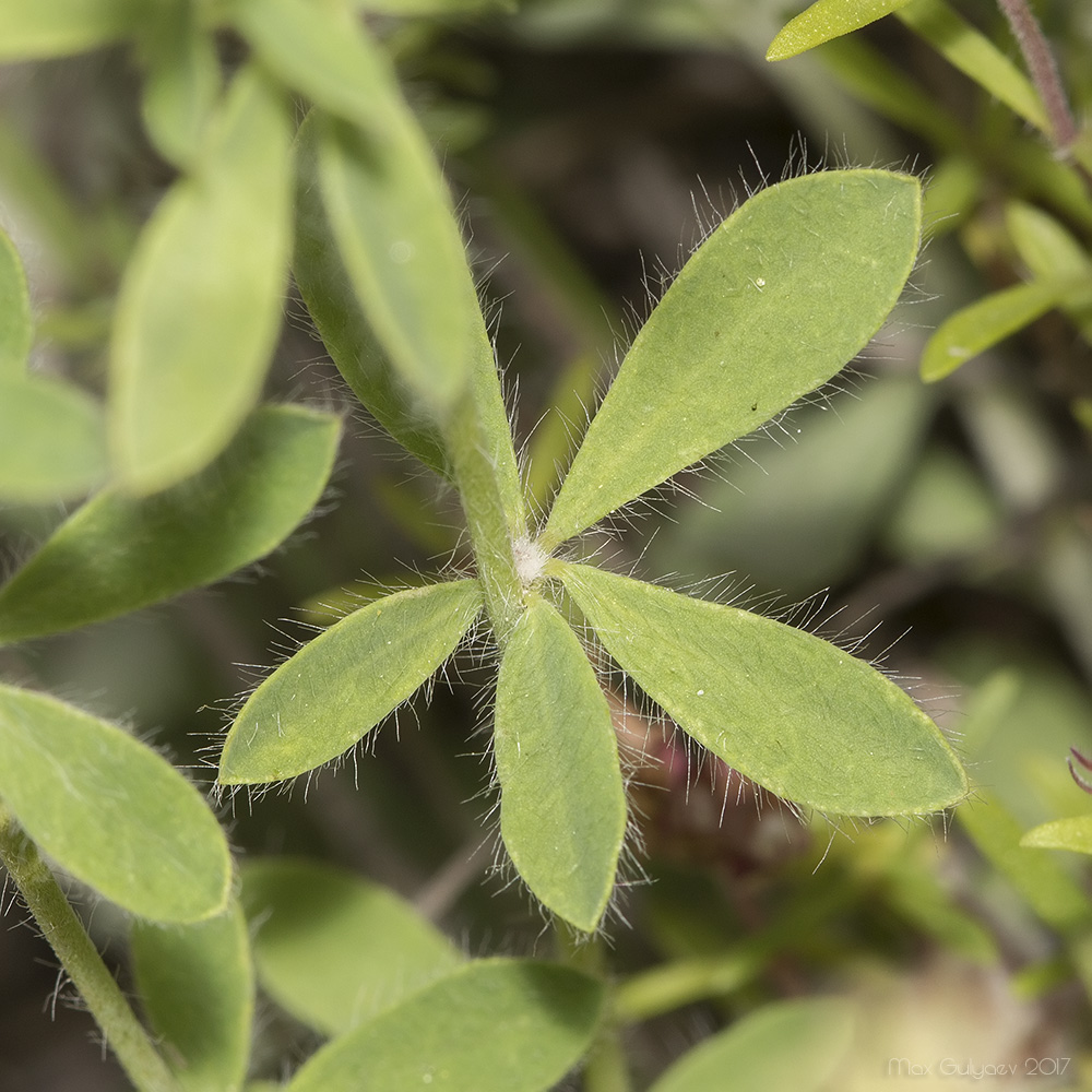 Изображение особи Dorycnium herbaceum.