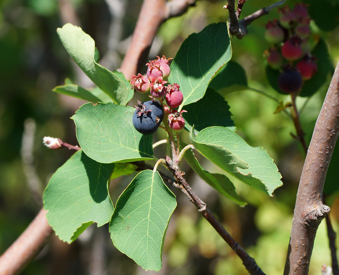 Image of Amelanchier ovalis specimen.